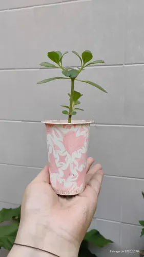 Muda de boldinho - Plectranthus Ornatus