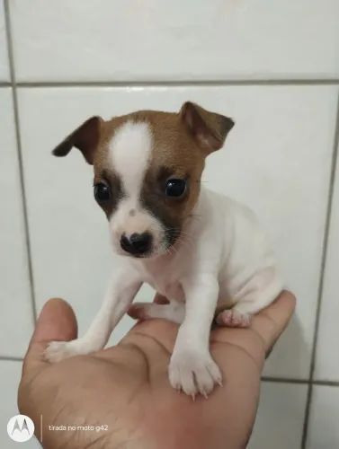 Filhote pinscher zero macho 