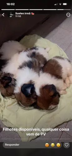 Filhotes shih tzu
