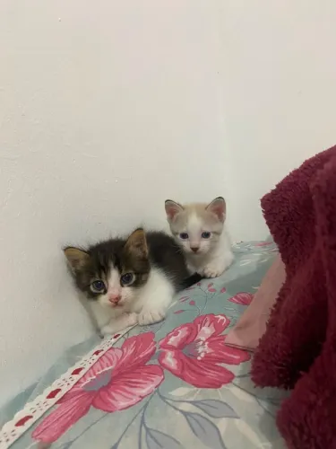 Doação de gatos(Macho)