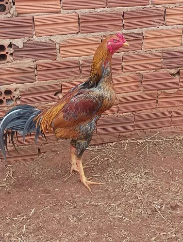 Galo índio 150$