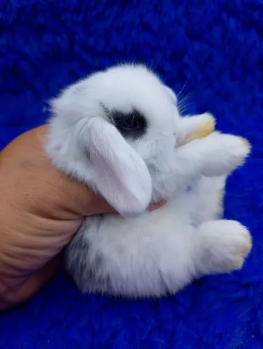 Mini coelho com delineador nos olhos (olhos claros)