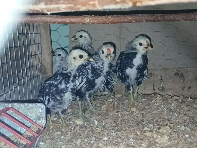 Pintinhos Galinhas Garnizé Sebright Prateada.