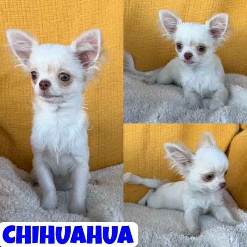 Lindo Machinho de Chihuahua Pêlo Longo c/ Pedigre 
