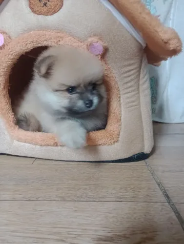 Vendo spltiz Alemão fêmea anã