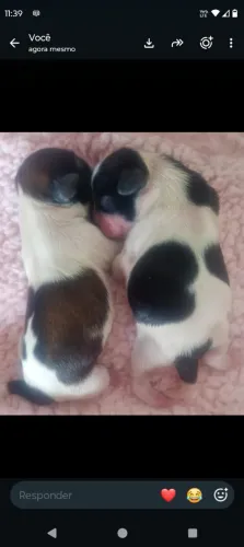 Vendo filhotes da raça Shitzu