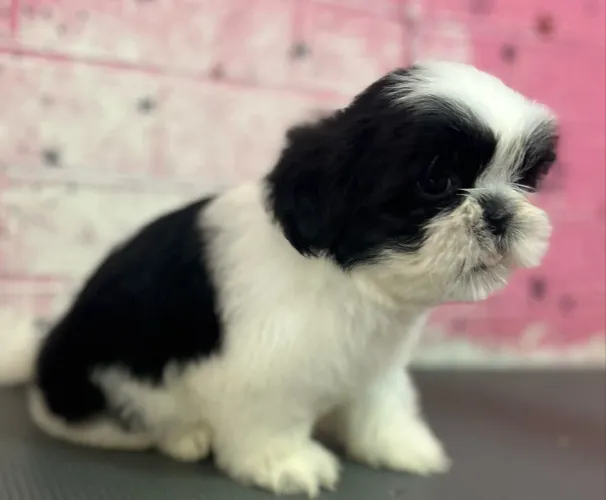Shih tzu macho