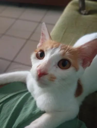 Gatinho macho pra adoção responsável 
