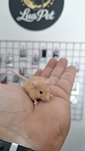 Camundongos