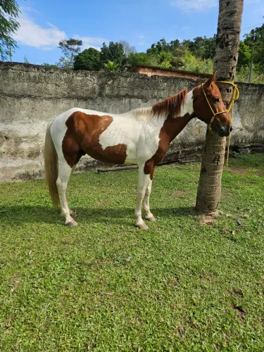 Cavalo pampa de marcha picada