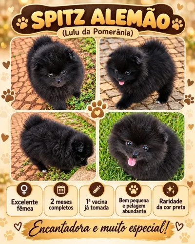 Spitz alemão