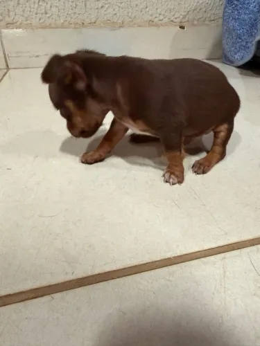 Pinscher