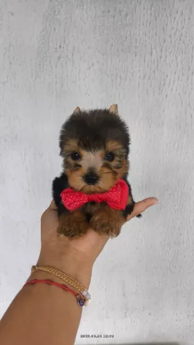 Yorkshire terrier micro.