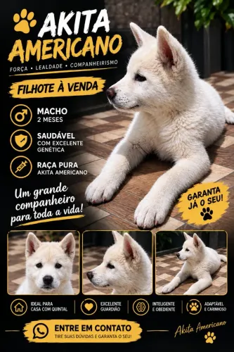 Akita americano 