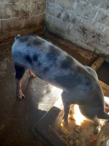 Porca Pietran Pura