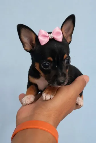 Pinscher Fêmea
