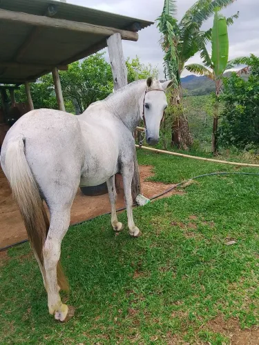 Égua macha batida