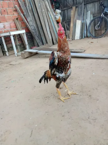 Venda