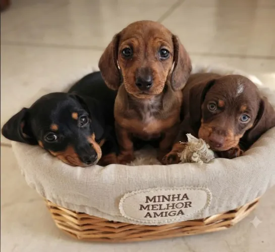Cachorrinho Dhauch Basset tecktel 