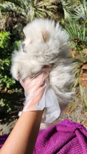 Spitz alemão Um companheiro que transmite segurança e afeto