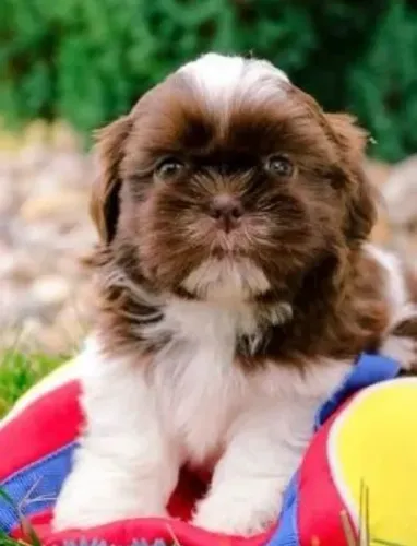 Baby Shih Tzu Disponível