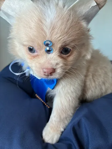 Chihuahua ! Machinho lindíssimo 