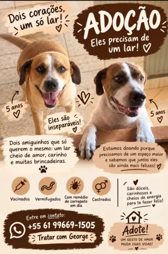 Cachorros castrados
