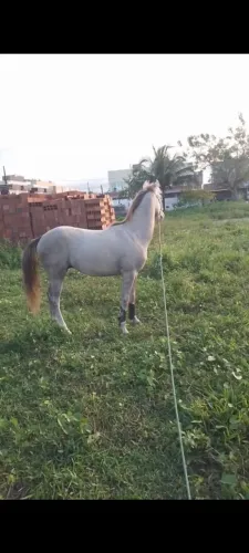 Vendo esse Cavalo 