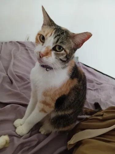 Gata castrada vermifugada vacinada
