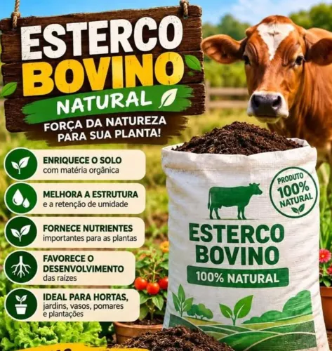 Esterco de gado 