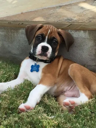 Filhotes De Boxer - Esses Filhotinhos São Puro Amor E Diversão 