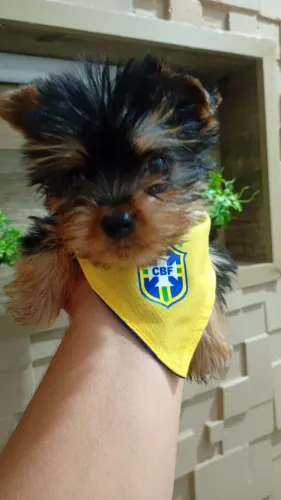 Que menino micro