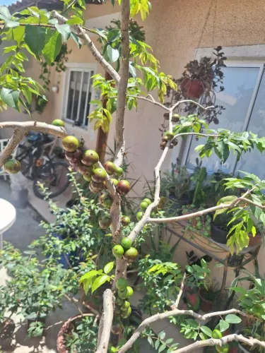 Jabuticaba híbrida produzindo