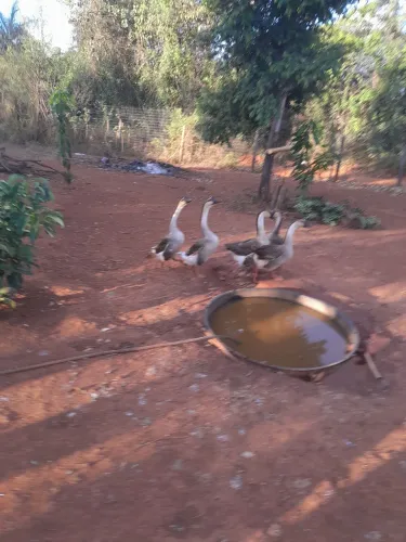 Vendo gansos africanos, 2 machos e 3 fêmeas  * paulo