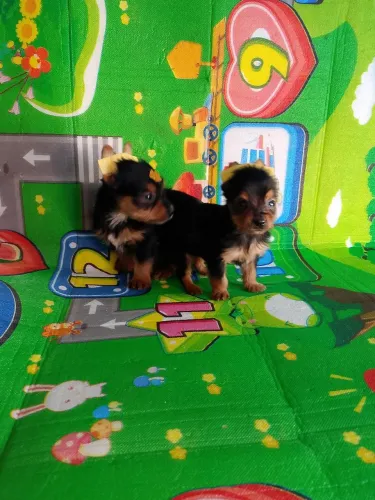 Filhotes micros muito pequeno