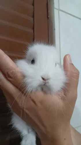Coelhinhos filhotes