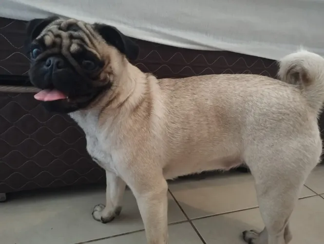 Pug fêmea 11 meses com vacinas principais
