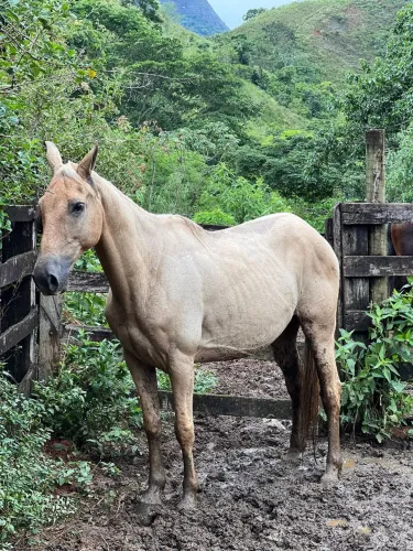 Cavalo 1/2 Quarto de milha