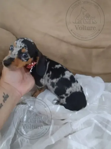 Basset Teckel daschund