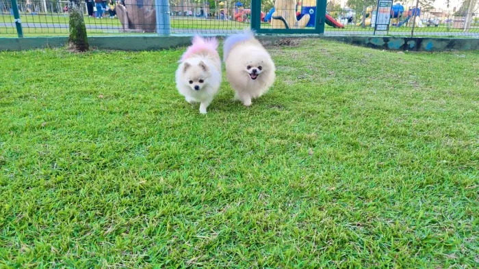 Spitz alemão (lulu da pomerânea)