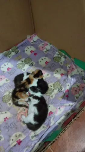 Gatos persa a venda