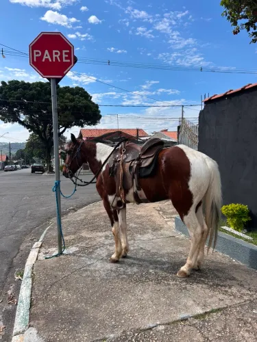 vendo cavalo castrado marcha picada pura,manso pra qualquer cavaleiro