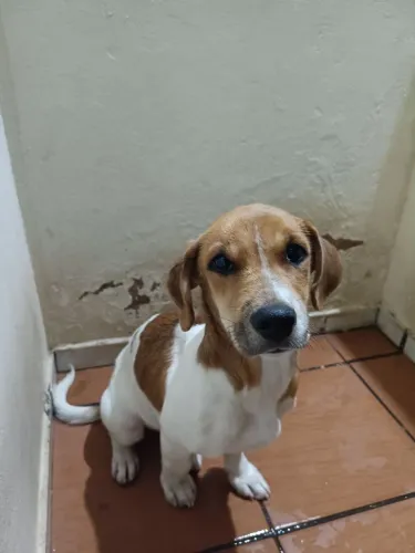 Cachorro 