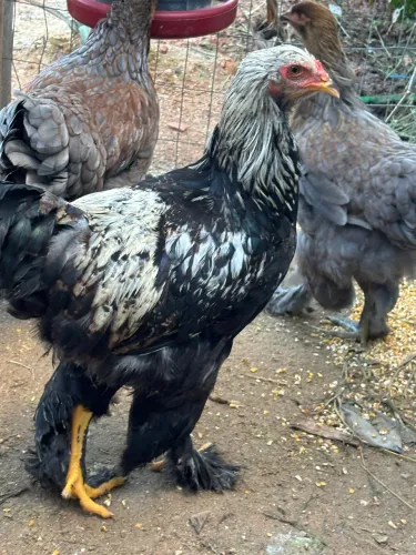 Galos (4 Brahmas)