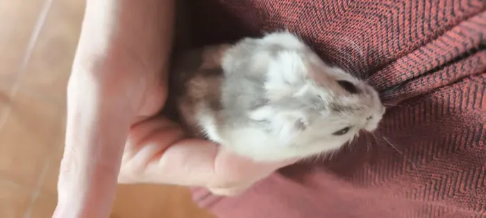 Hamster ? anão