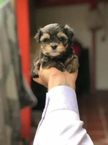Yorkshire Terrier Saudável, Documentado e com Garantia em Contrato