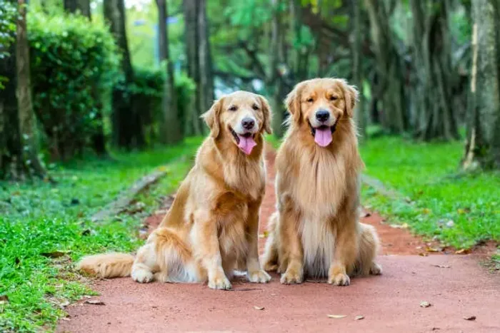 ? Golden Retriever | Filhotes Prontos para um Novo Lar