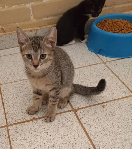 Gatinha para adoção