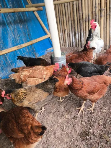 CRIAÇÃO COMPLETA DE GALINHAS POEDEIRAS À VENDA - 44 AVES + EQUIPAMENTOS DE BRINDE