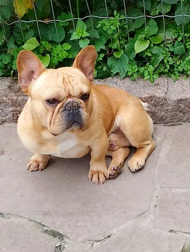 Reprodutor bem pequeno com Pedigree